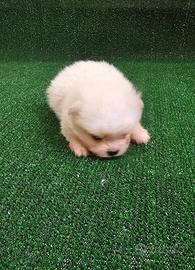 Spitz Di Pomerania