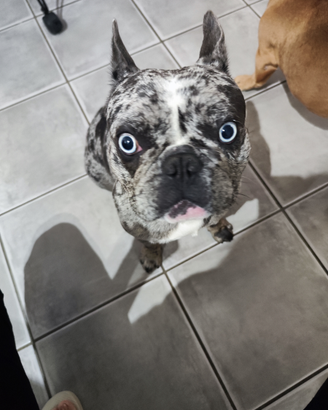 Bulldog francese PER MONTA
