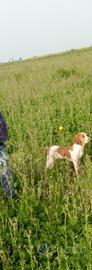 Bracco italiano polcevera's cucciolo