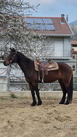 cavallo 
