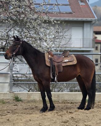 cavallo 