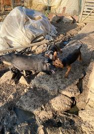 Cani da caccia