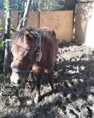 Pony