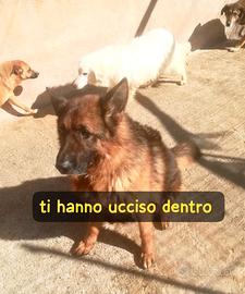 Axel pastore tedesco 5 anni