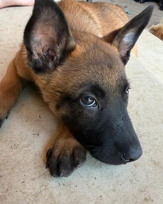 Belga Malinois