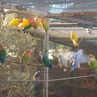 Pappagalli Palermo e provincia