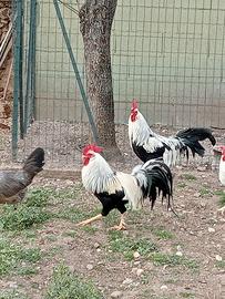 Gallo