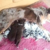 Cuccioli Border Collie
