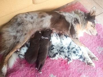 Cuccioli Border Collie