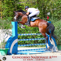 Cavallo da salto ostacoli