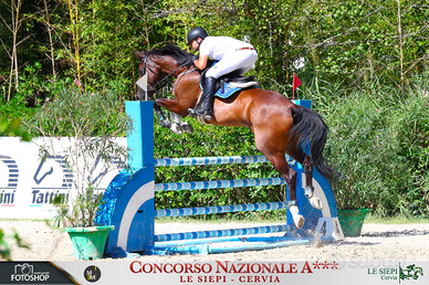 Cavallo da salto ostacoli