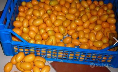 Kumquat - mandarini cinesi