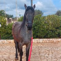 Cavalla Murgese Testa di Moro