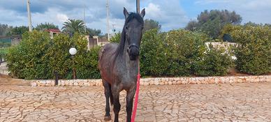 Cavalla Murgese Testa di Moro