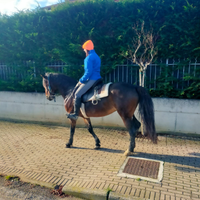 Cavalla spagnola x argentino