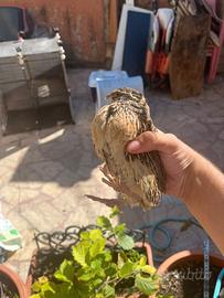 Quaglie