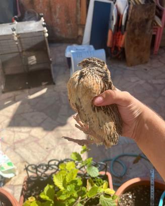 Quaglie