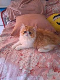 Gatti persiani