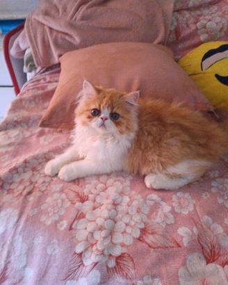 Gatti persiani