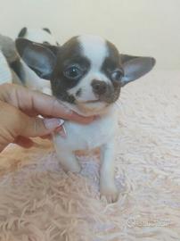 Chihuahua maschietto pelo corto Pedigree Enci 