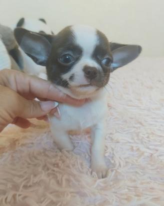 Chihuahua maschietto pelo corto Pedigree Enci 
