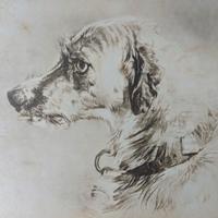 Foto albumina fine 1800 d'incisione cane levriero