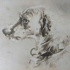 Foto albumina fine 1800 d'incisione cane levriero