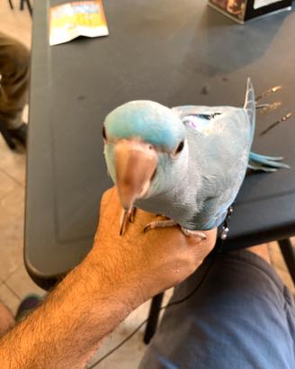 Pappagalli