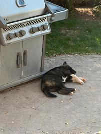 Cucciola akita americano