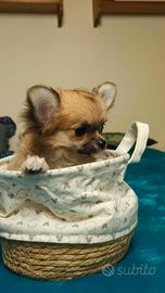 Chihuahua pelo lungo femminuccia