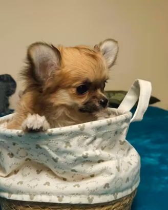 Chihuahua pelo lungo femminuccia