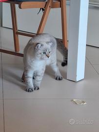 Gattino Scottish maschio