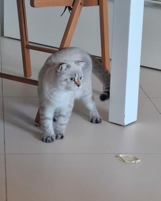 Gattino Scottish maschio