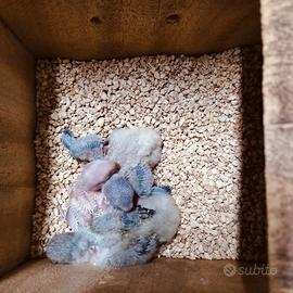 Inseparabili roseicollis da imbecco bb