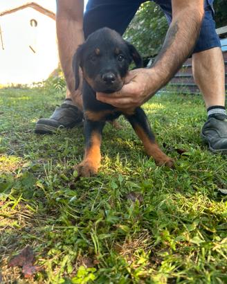 Rottweiler