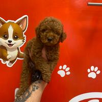 Barboncino Toy femmina