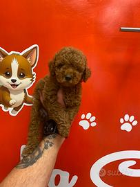 Barboncino Toy femmina