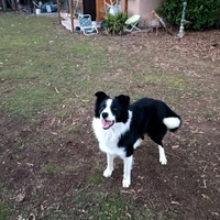 Border collie maschio accoppiamento