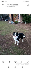 Border collie maschio accoppiamento