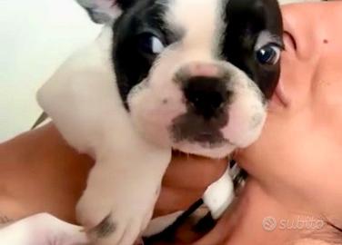 Vendita Bulldog Francesi
