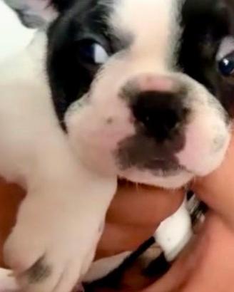Vendita Bulldog Francesi