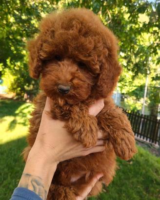Barboncina red pedigree enci