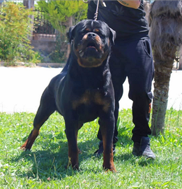 Rottweiler alta genealogia