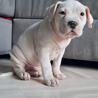 Cucciolo di Amstaff
