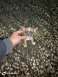 Chihuahua toy maschio