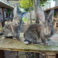 Cuccioli di gig grigio