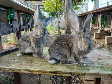 Cuccioli di gig grigio