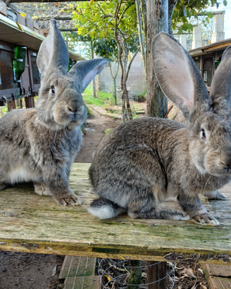 Cuccioli di gig grigio
