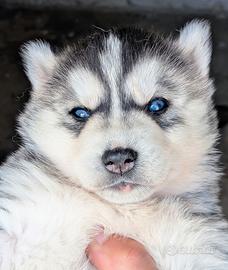 Cuccioli di Siberian Husky