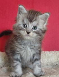 Cuccioli maine coon